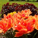 Tulipa double hative 'Guillaume d'Orange' PB 9